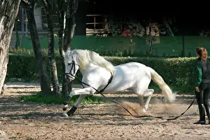 Trainer: Pure Blood Andalusian Horse - training