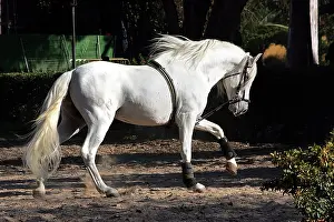 Andalucian: Pure Blood Andalusian Horse - training