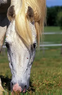 Bitten: Pure Blood Arab Horse - Flea bitten grey