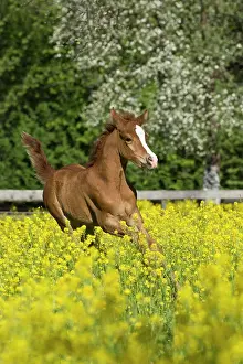 Gallop: Purebred Arabian foal galloping in a flower meadow