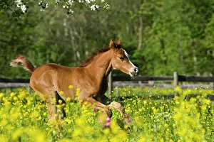 Cantering: Purebred Arabian foal galloping in a flower meadow
