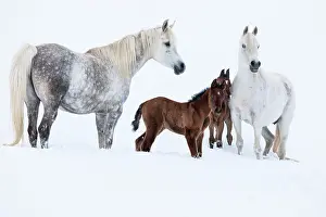 Foals: Purebred Arabian horses, mares with foals in the