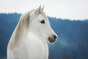 Mares: Purebred Arabian mare, Gray color in winter, portrait