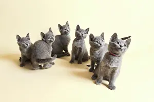 Pedig: Purebred Cat, Russian Blue, Kitten, 9 weeks old