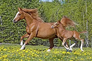 Galloping: Purebred Chestnut Arabian Mare and few week old