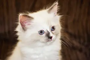 Worcester: Purebred Rag Doll Cat