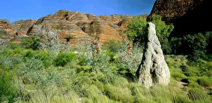 Purnululu: Purnululu National Park - Termite mound & vegetation: