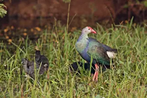 Swamphen: Purple / African Purple Swamphen / Purple Moorhen