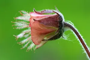 Avens: Purple Avens - florescence of a Purple Avens with