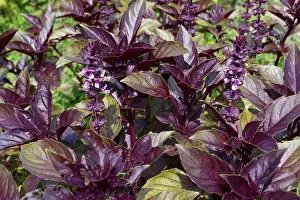 Basil: Purple Basil