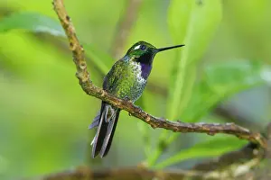 Tandayapa: Purple-bibbed Whitetip