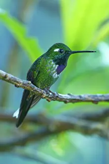 Tandayapa: Purple-bibbed Whitetip