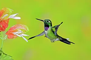 Whitetip: Purple-bibbed Whitetip Hummingbird