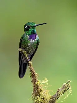 Shade: Purple-bibbed Whitetip (Urosticte benjamini), ma