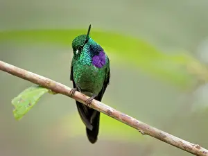 Altitude: Purple-bibbed Whitetip (Urosticte benjamini), ma