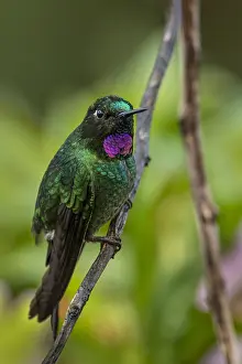Alto: Purple-bibbed Whitetip (Urosticte benjamini) Natural