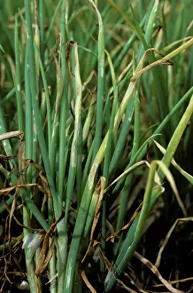 Spotting: Purple Blotch (Alternaria porri) on shallots