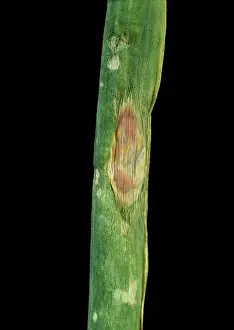 Onion: Purple blotch on onion leaf