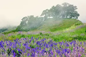 Lupine: Purple and blue lupine flowers and tree in fog
