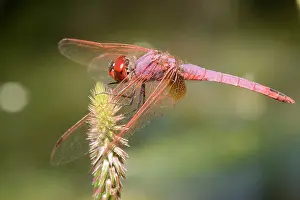 Annulata: Purple Blushed Darter Dragonfly