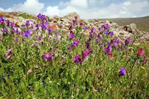 Bugloss: Purple Bugloss