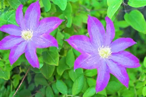 Mcroberts: Purple clematis flowers