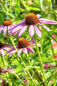 Sunflowers: Purple Cone Flower, Echinacea purpurea Bravado, flowers