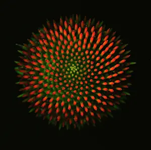 Minimal: Purple coneflower