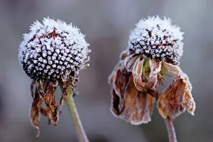 Poise: Purple Coneflower