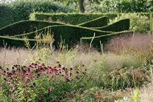 Blended: Purple Coneflower