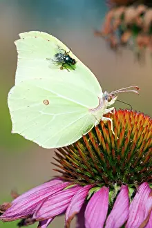 Brimstone: Purple Coneflower