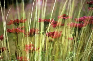 Layers: Purple coneflower