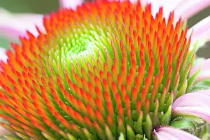 Magnus: Purple coneflower, Echinacea purpurea Magnus