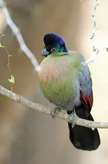 Umkhuze: Purple-crested Turaco