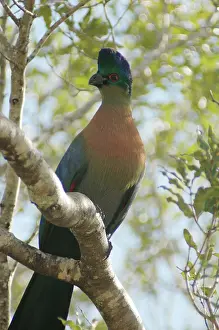 220521: Purple-crested Turaco - Hluhluwe Imfolozi Park