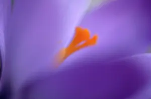 Vernus: PURPLE CROCUS - soft focus