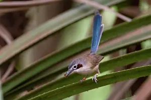 Coronatus: Purple-crowned Fairy-wren female