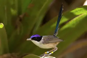 Coronatus: Purple-crowned Fairy-wren male