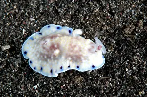 Dotted: Purple-dotted Chromodoris Nudibranch