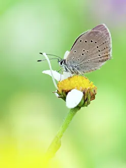 Lycaena: Purple-edged Copper