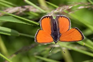 Lycaena: Purple-edged Copper