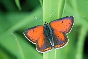 Coppers: Purple-edged Copper BUTTERFLY - resting