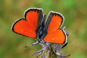 Lycaena: Purple-edged Copper male