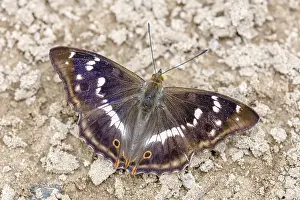 Iris: Purple Emperor (Apatura iris) close-up licking