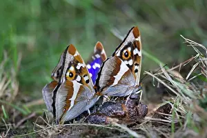 Emperors: Purple Emperor Butterflies