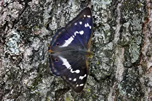 Emperors: Purple Emperor Butterfly