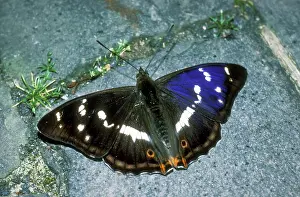 Emperors: Purple Emperor BUTTERFLY