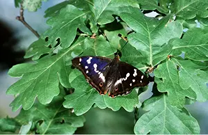 Emperors: Purple Emperor Butterfly - male on oak leaves