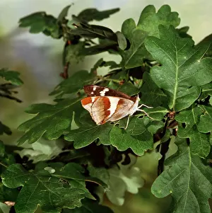 Emperors: Purple Emperor BUTTERFLY - showing underside of wings