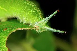 Apatura: Purple Emperor caterpillar